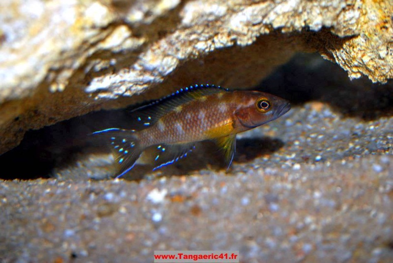 Neolamprologus buescheri 'Kamakonde'